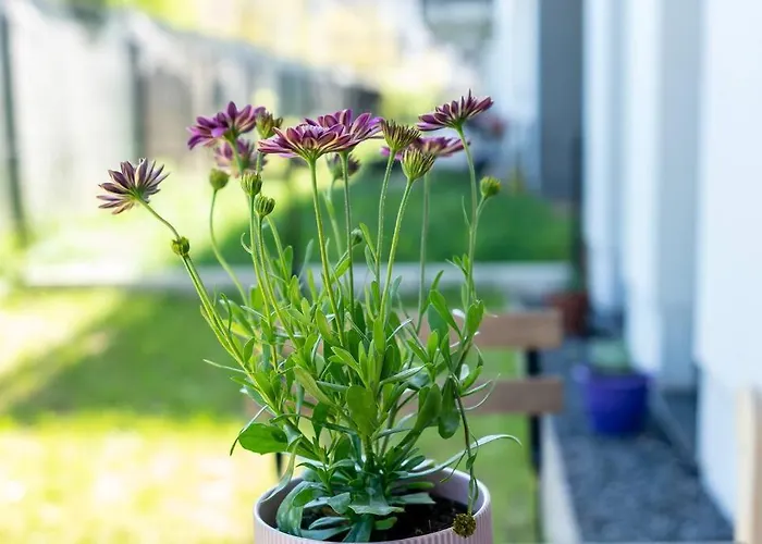 דירה Sunny Garden Warta View *