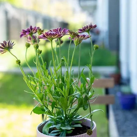 Apartment Sunny Garden Warta View *